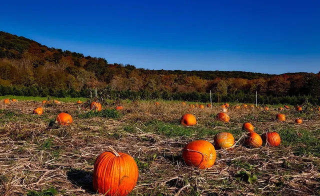 Halloween-2018-and-cross-country-030