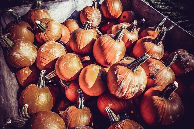 Halloween-2018-and-cross-country-021