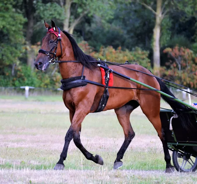 West-Clare-Races-Sept-2018-006
